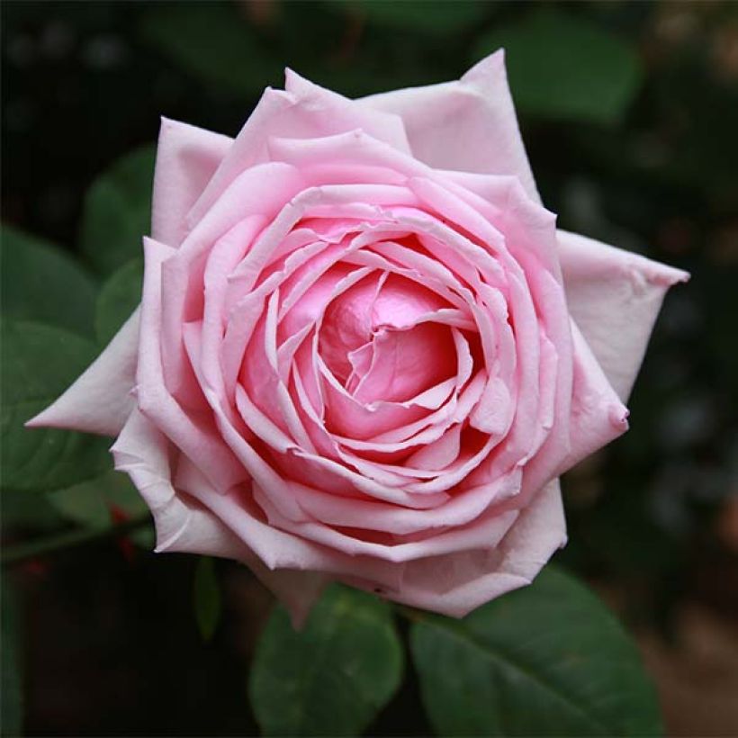 Rosa La France - Historische Rose (Flowering)