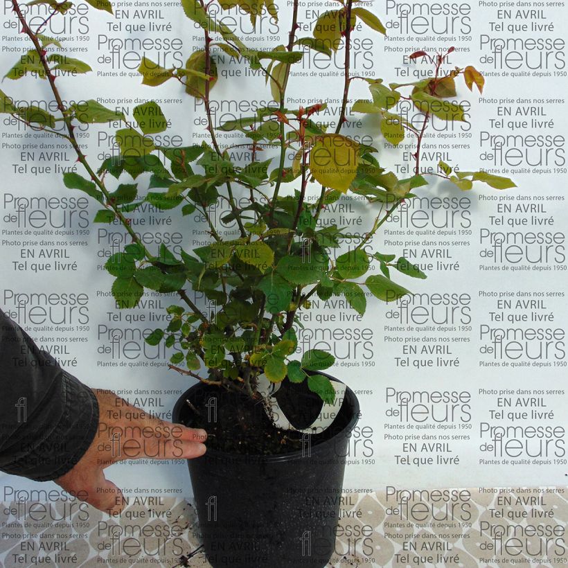 Example of Rosa La France - Historische Rose Topf mit 4L/5L as you get