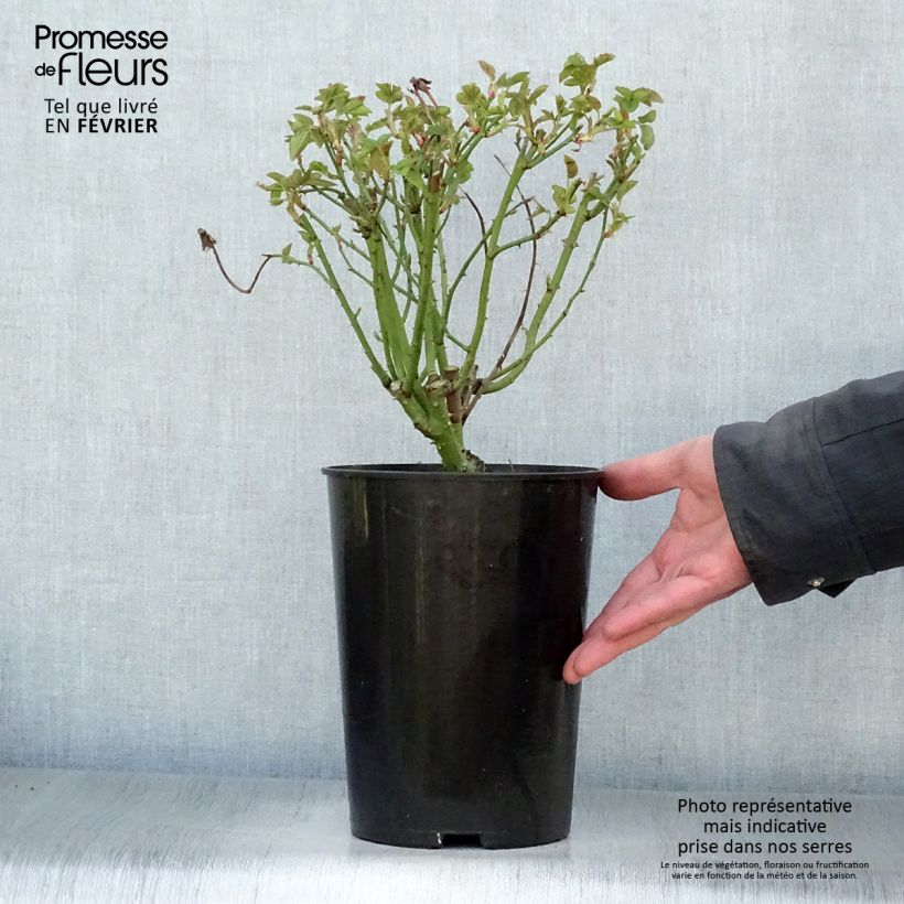 Exemplar von Rosa La Reine Victoria - Historische Rose Topf mit 4L/5L wie im Winter geliefert