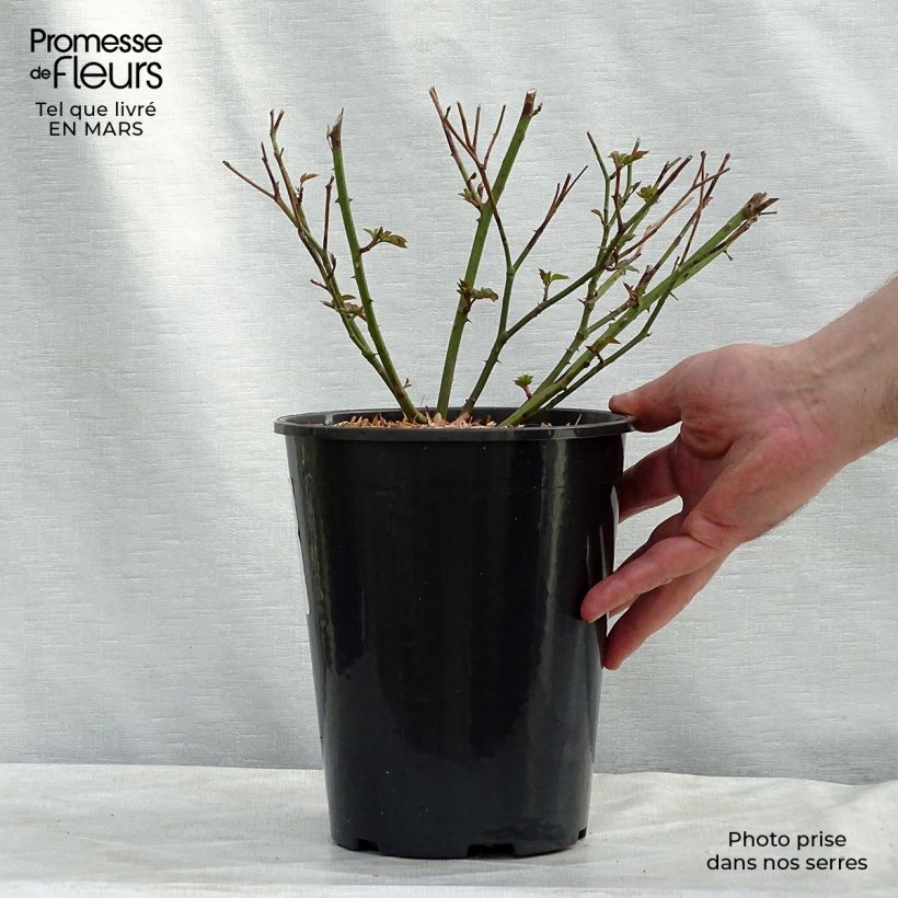 Example of Rosa Little White Pet - Historische Rose Topf mit 4L/5L as you get in hiver