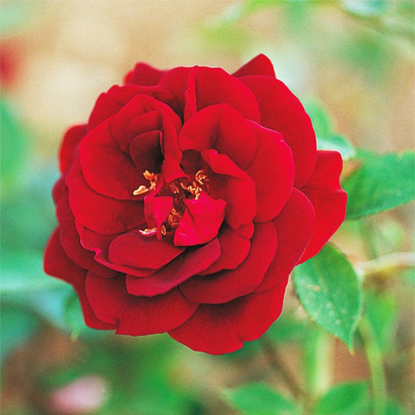 Rosa chinensis Louis XIV - Historische Rose (Flowering)