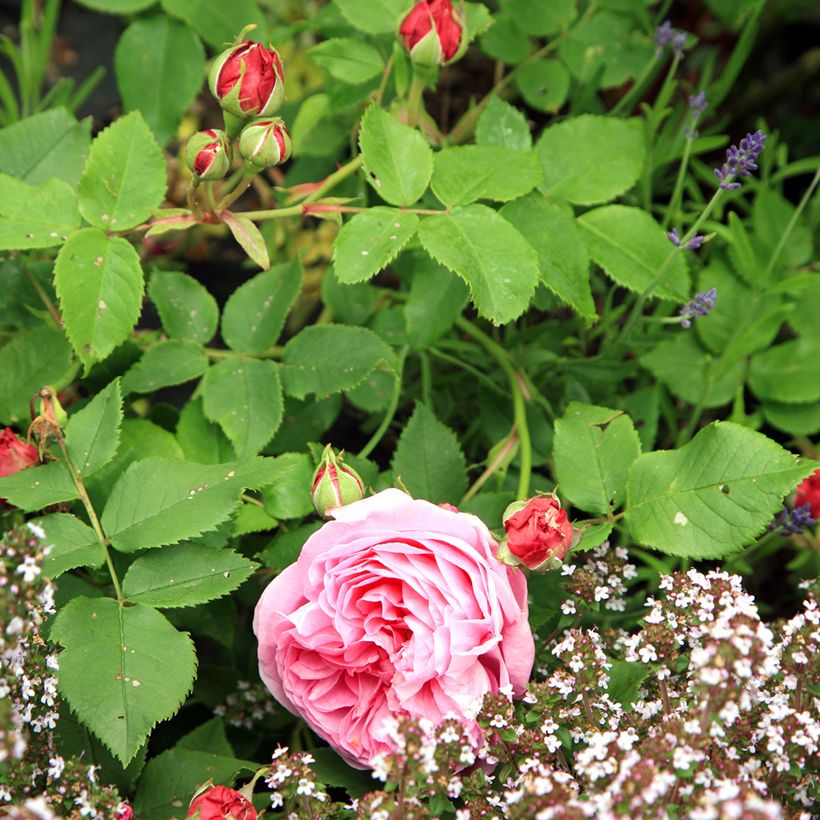 Rosa Louise Odier - Historische Rose (Foliage)