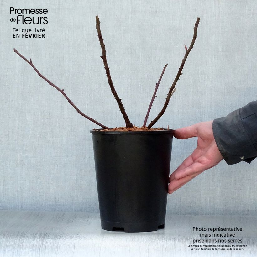 Exemplar von Rosa moyesii Marguerite Hilling - Historische Rose Topf mit 4L/5L wie im Winter geliefert