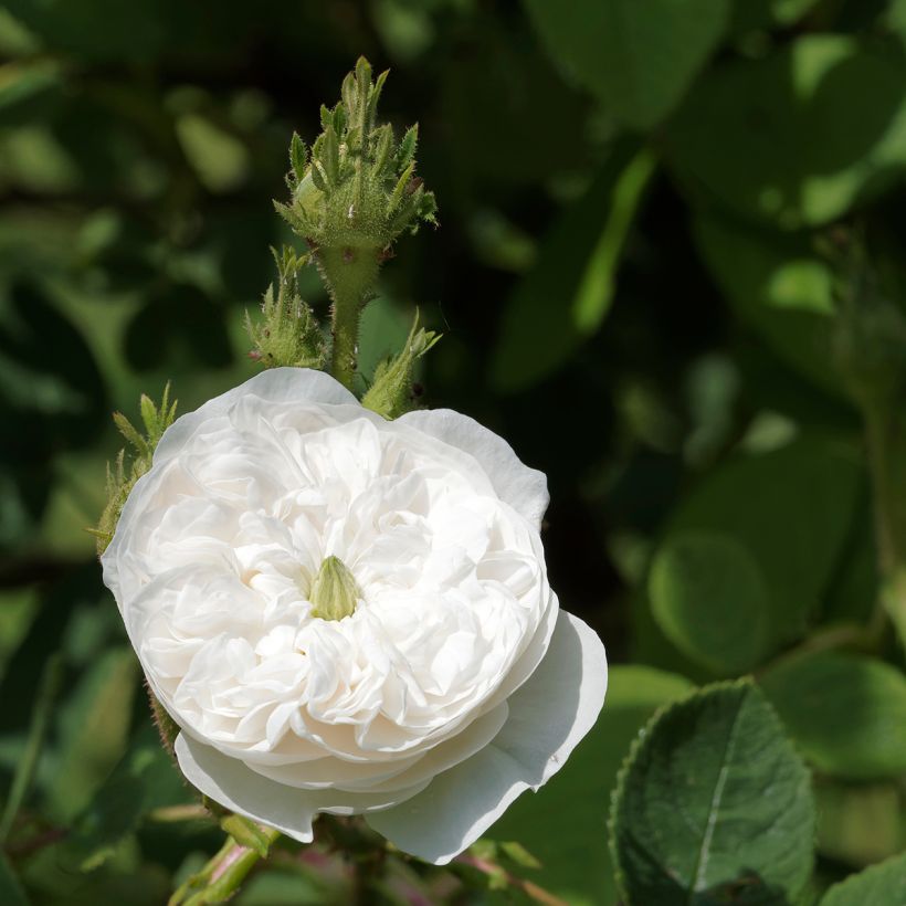 Rosa Mme Hardy - Zentifolie Rose (Blüte)