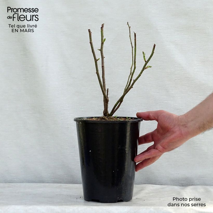 Exemplar von Rosa Mme Hardy - Zentifolie Rose Topf mit 4L/5L wie im Frühjahr geliefert