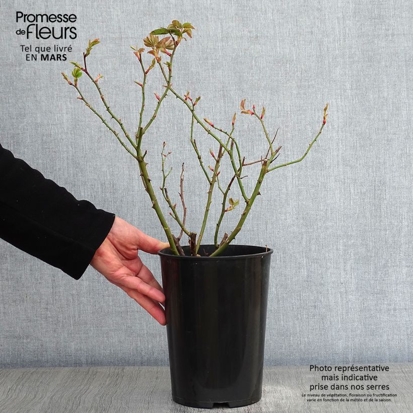 Exemplar von Rosa Mme Issac Pereire - Historische Rose Topf mit 4L/5L wie im Winter geliefert