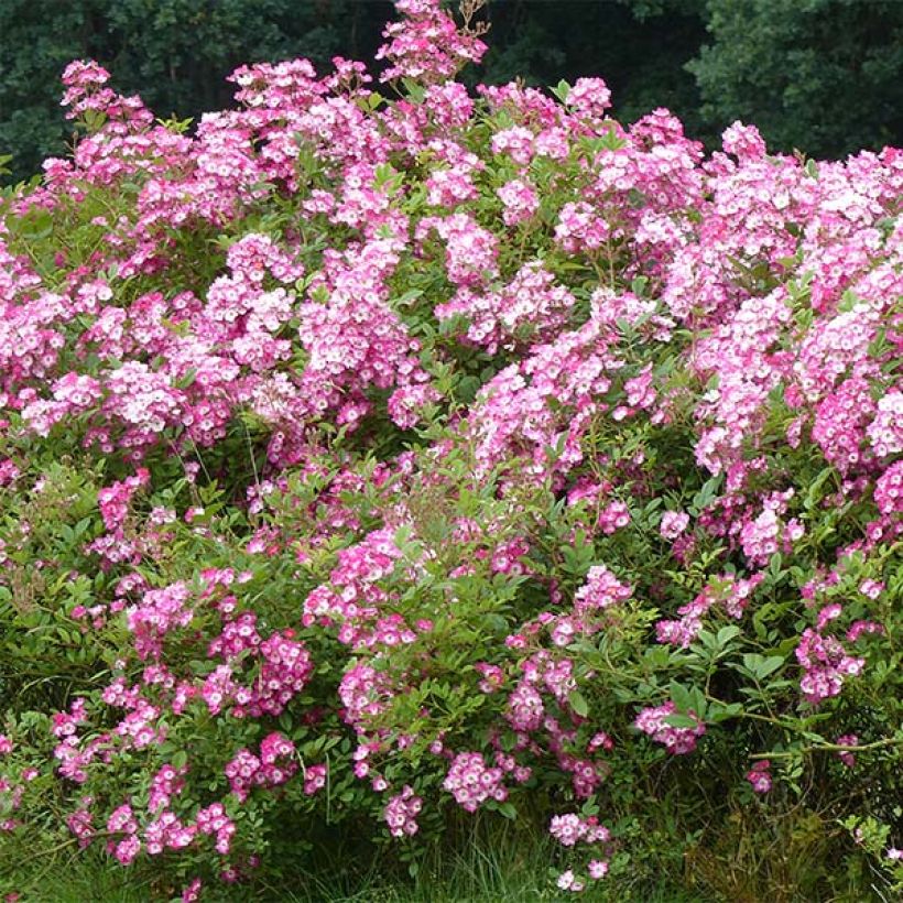 Rosa moschata Mozart - Moschus-Rose (Plant habit)