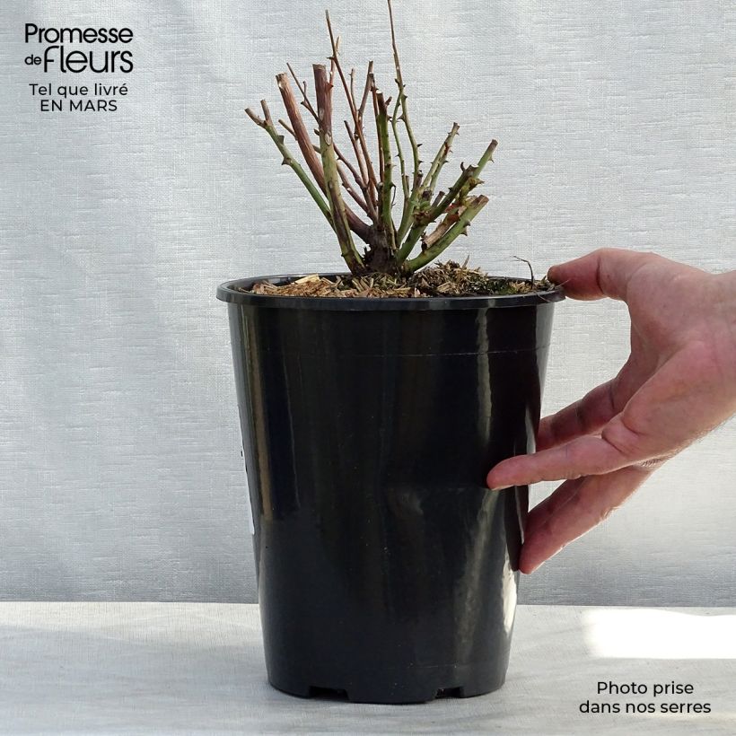 Exemplar von Rosa chinensis Old Blush - Historische Rose Topf mit 4L/5L wie im Winter geliefert