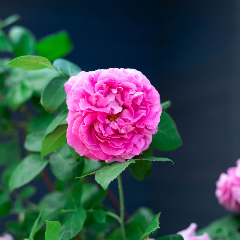 Rosa Paul Neyron - Historische Rose (Blüte)