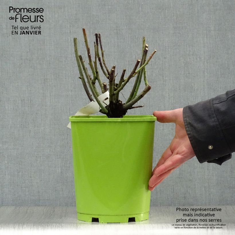 Exemplar von Rosa Paul Neyron - Historische Rose Topf mit 4L/5L wie im Winter geliefert