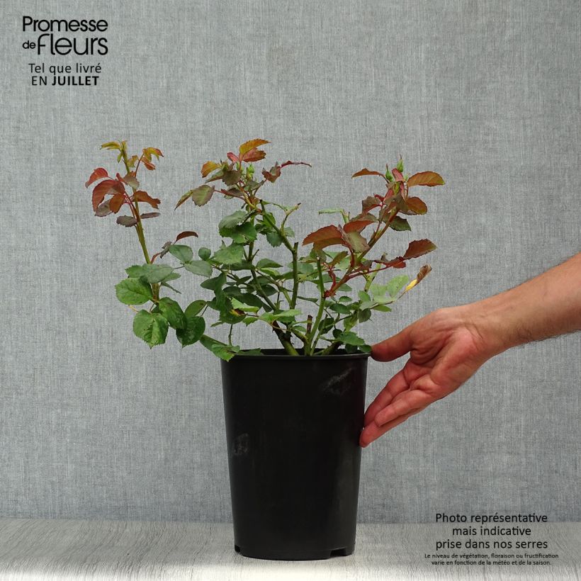 Exemplar von Rosa moschata Pénélope - Moschus-Rose Topf mit 4L/5L wie im Sommer geliefert