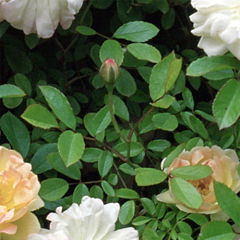 Rosa multiflora Phyllis Bide - Vielblütige Rose (Foliage)