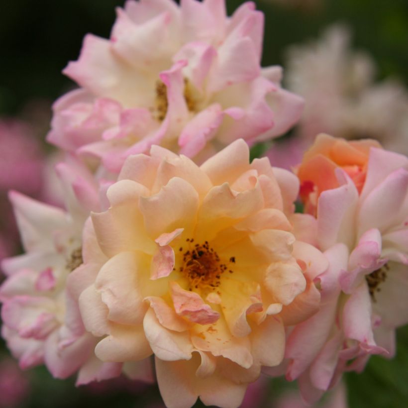 Rosa multiflora Phyllis Bide - Vielblütige Rose (Flowering)