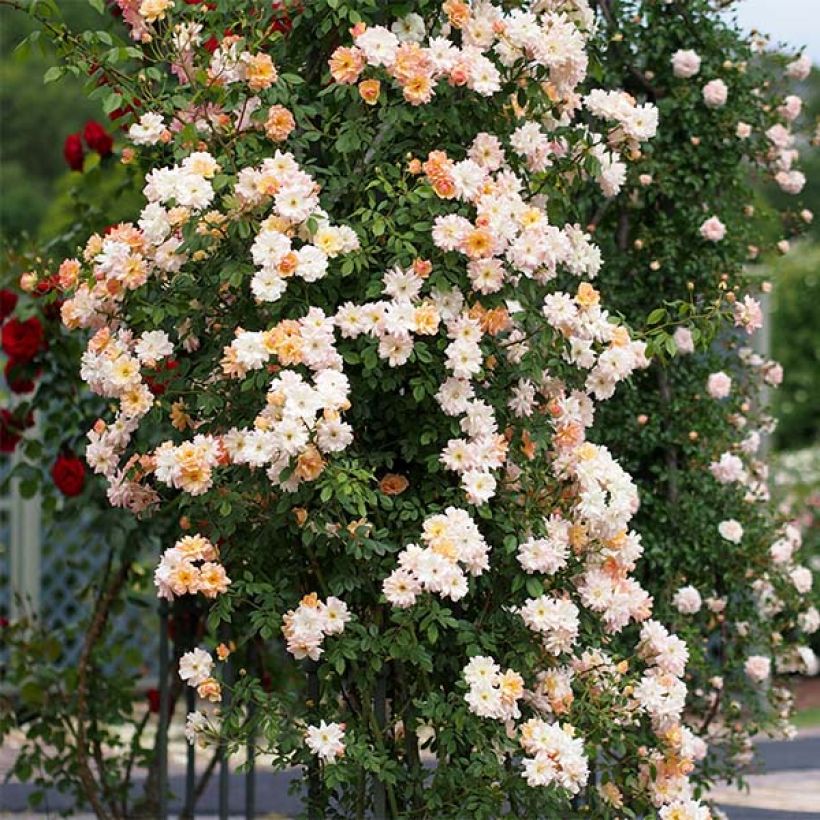 Rosa multiflora Phyllis Bide - Vielblütige Rose (Plant habit)