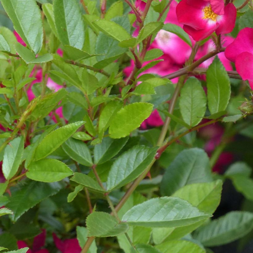 Rosa polyantha Red Ballerina - Historische Rose (Foliage)