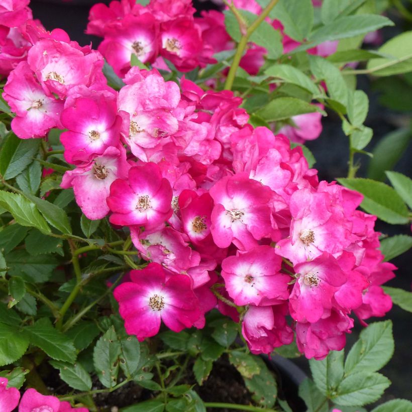 Rosa polyantha Red Ballerina - Historische Rose (Flowering)