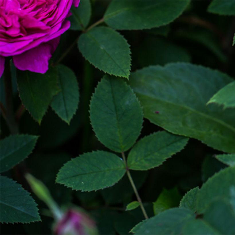 Rosa Reine des Violettes - Historische Rose (Foliage)