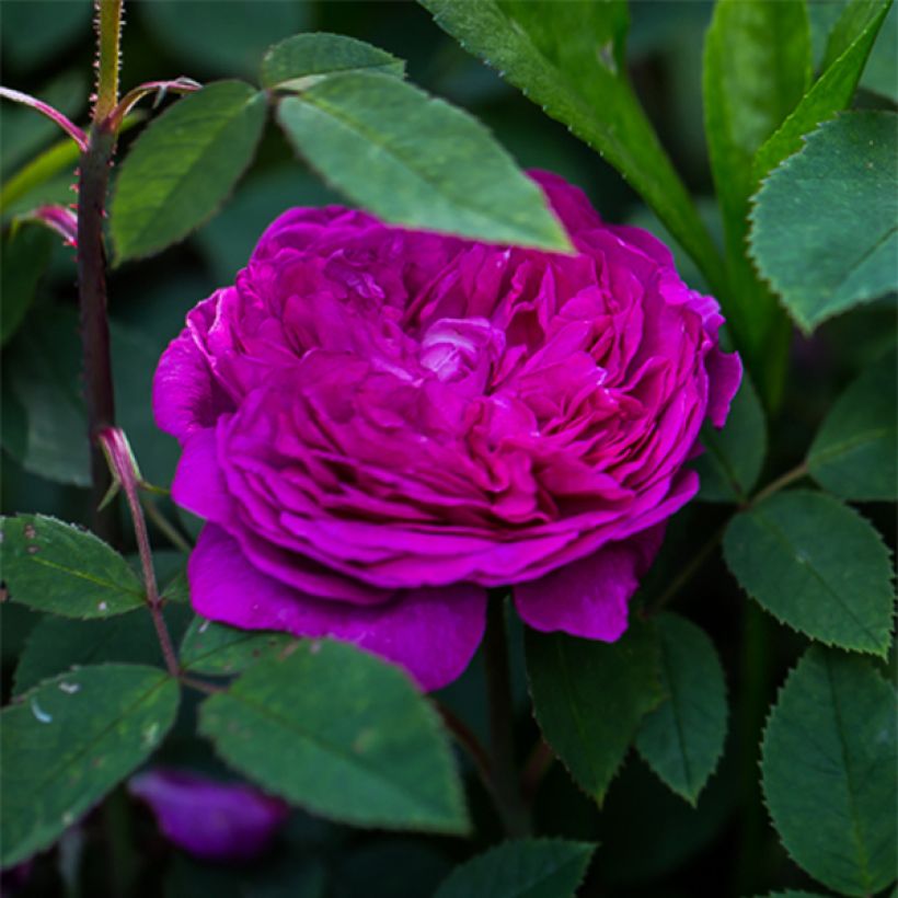 Rosa Reine des Violettes - Historische Rose (Flowering)