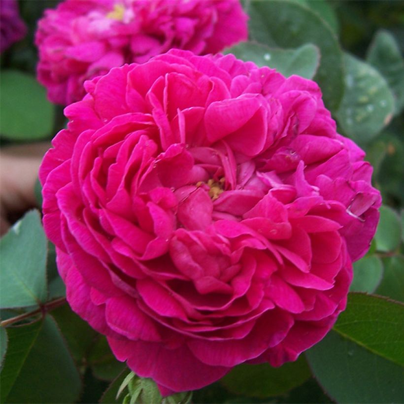 Rosa Rose de Rescht - Historische Rose (Flowering)