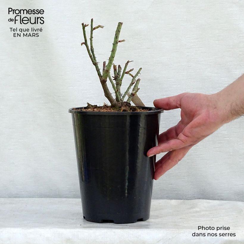 Exemplar von Rosa Rose de Rescht - Historische Rose Topf mit 4L/5L wie im Winter geliefert