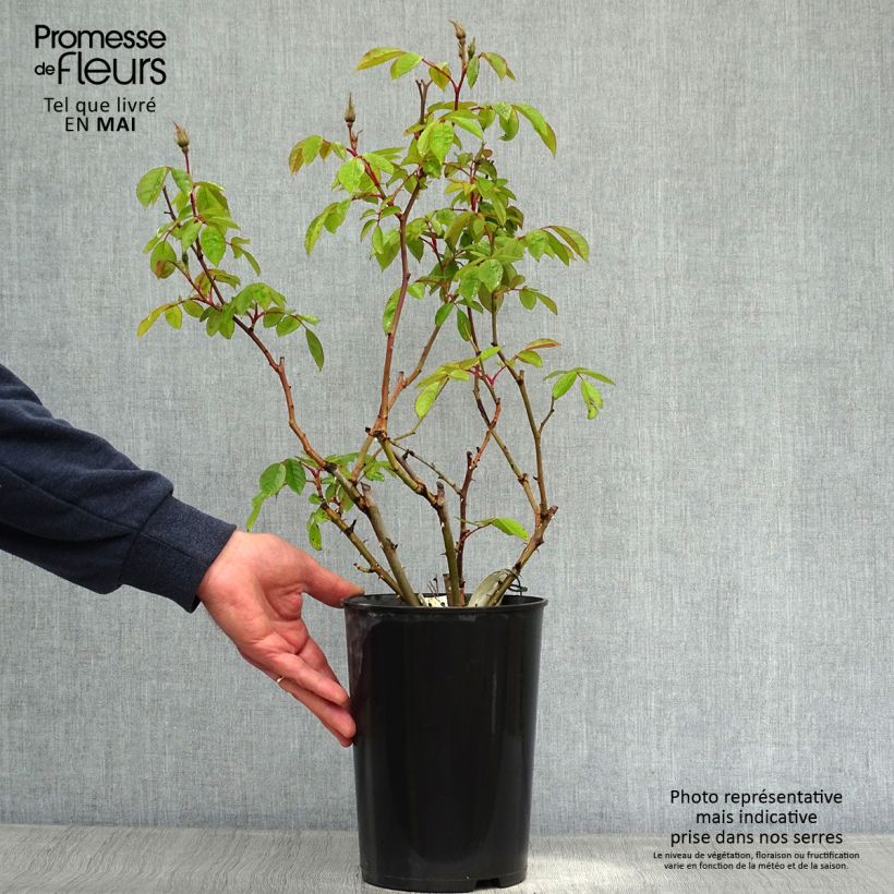 Exemplar von Rosa Sally Holmes - Moderne Hybrid-Rose Topf mit 3L/4L wie im Frühjahr geliefert