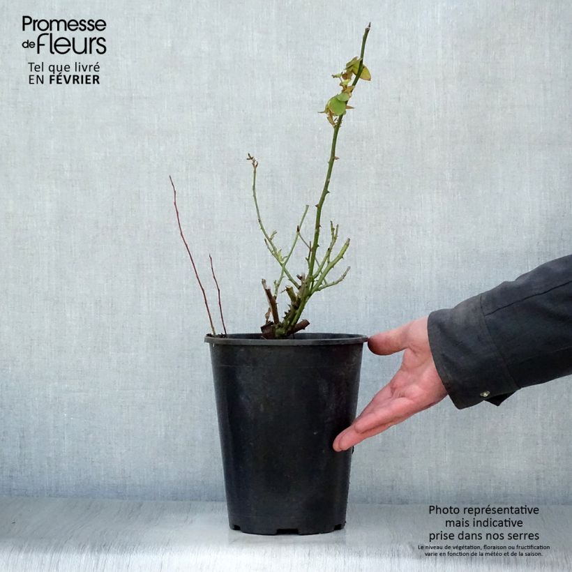 Exemplar von Rosa Souvenir de la Malmaison - Historische Rose Topf mit 4L/5L wie im Winter geliefert