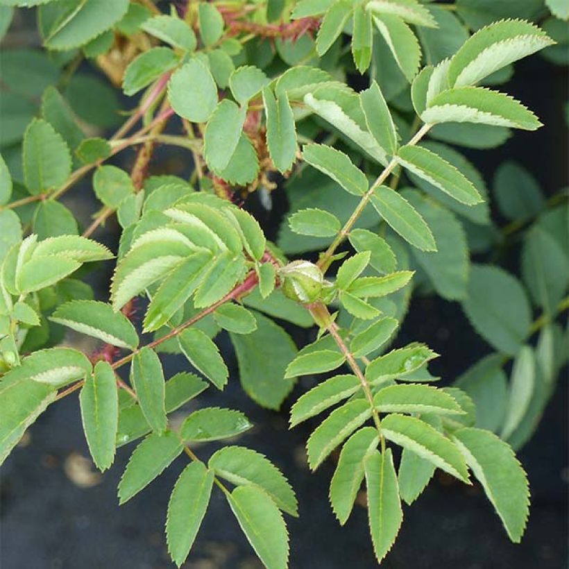 Rosa pimpinellifolia Stanwell Perpetual - Dünenrose (Foliage)
