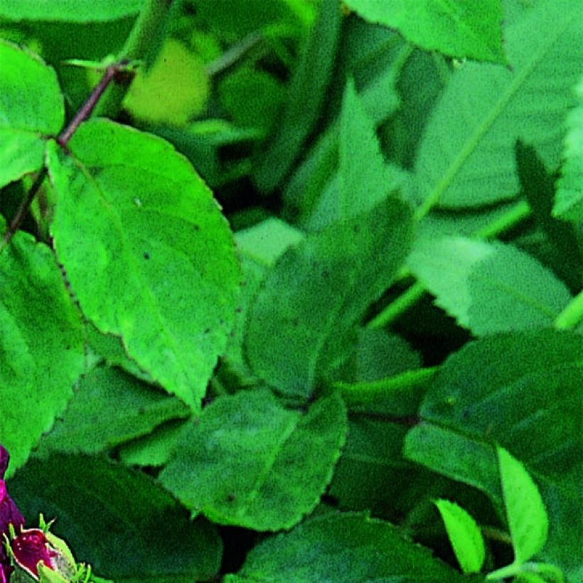 Rosa gallica Tuscany Superb - Essig-Rose (Foliage)