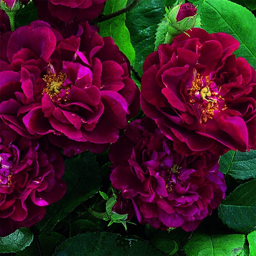 Rosa gallica Tuscany Superb - Essig-Rose (Flowering)