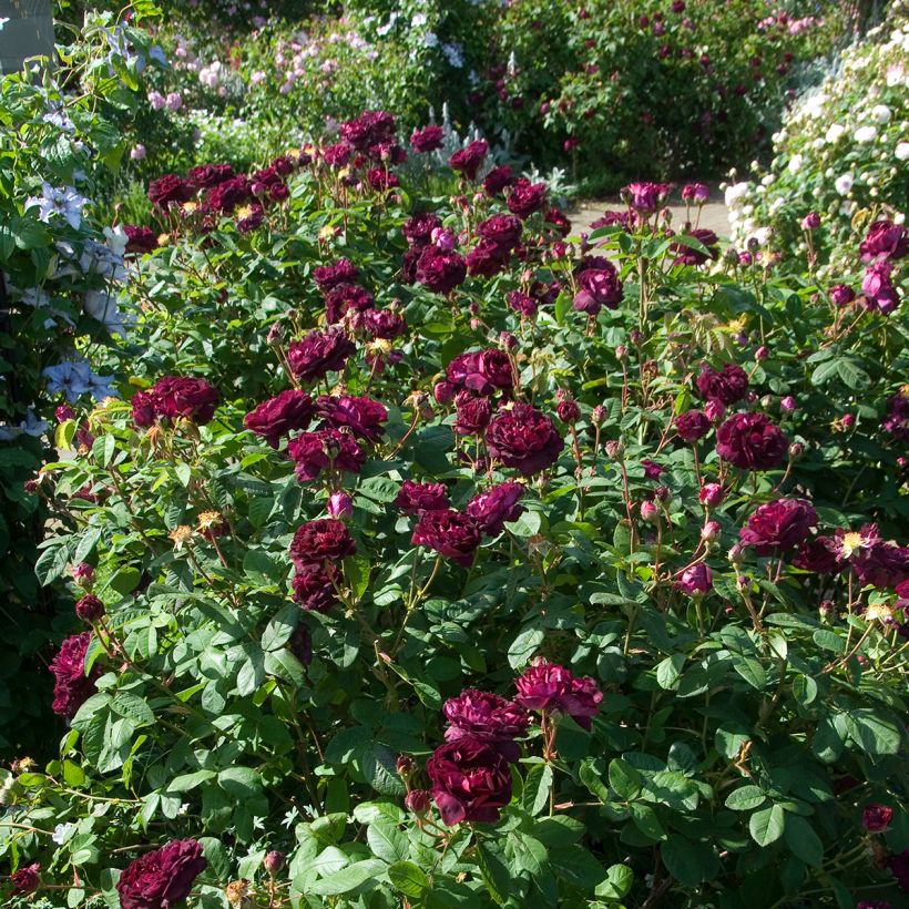 Rosa gallica Tuscany Superb - Essig-Rose (Hafen)