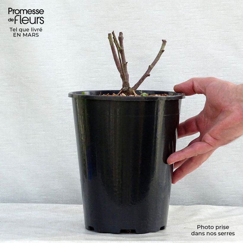 Exemplar von Rosa gallica Tuscany Superb - Essig-Rose Topf mit 4L/5L wie im Winter geliefert