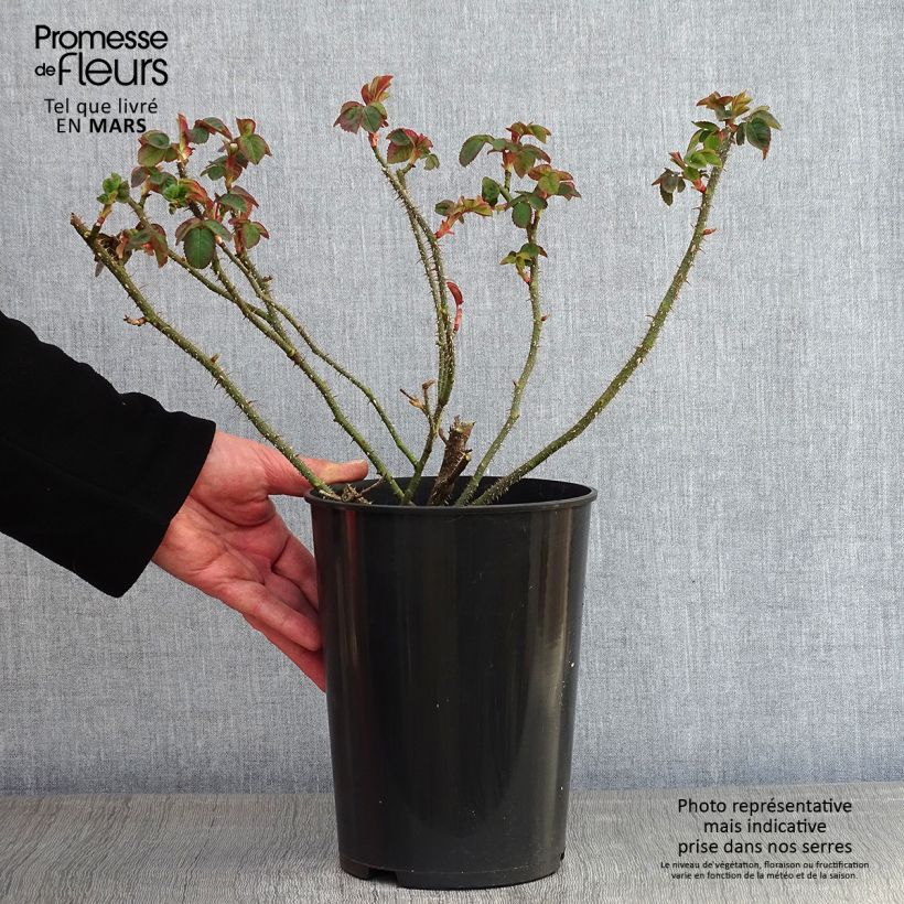 Exemplar von Rosa Centifolia Muscosa William Lobb - Zentifolie Topf mit 4L/5L wie im Winter geliefert