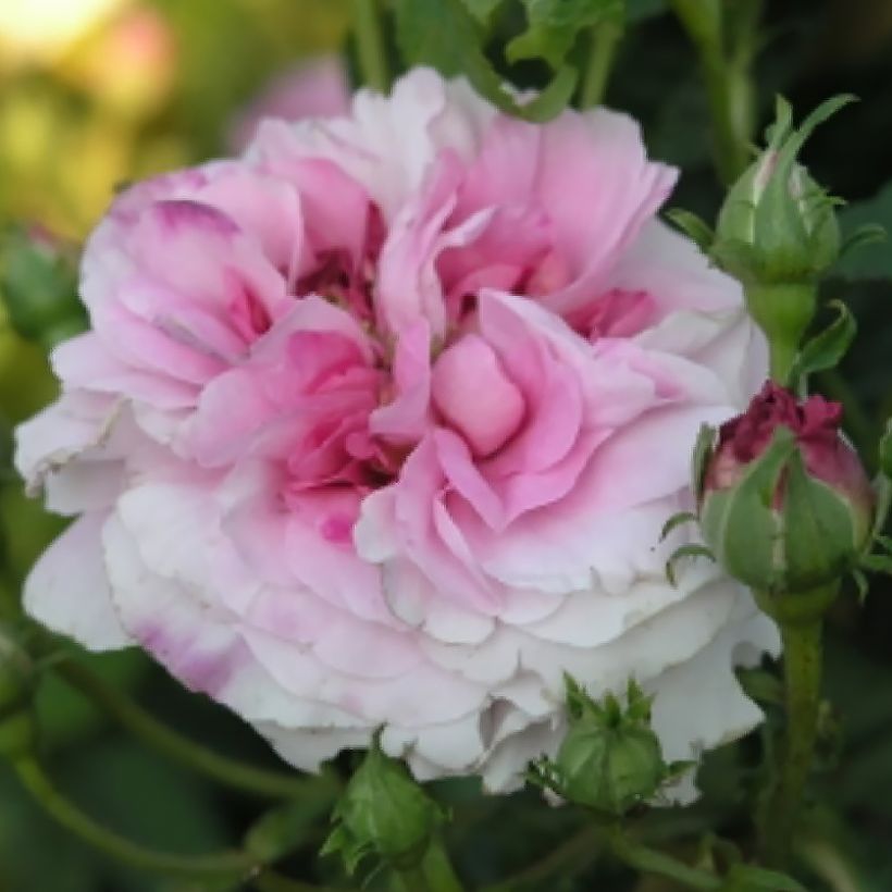 Rosa Ispahan - Damaszener-Rosen (Flowering)