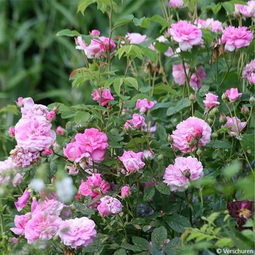 Rosa Ispahan - Damaszener-Rosen (Plant habit)