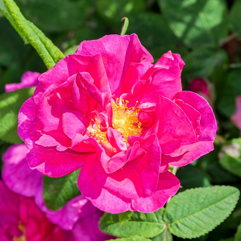 Rosa gallica Officinalis - Essig-Rose (Blüte)