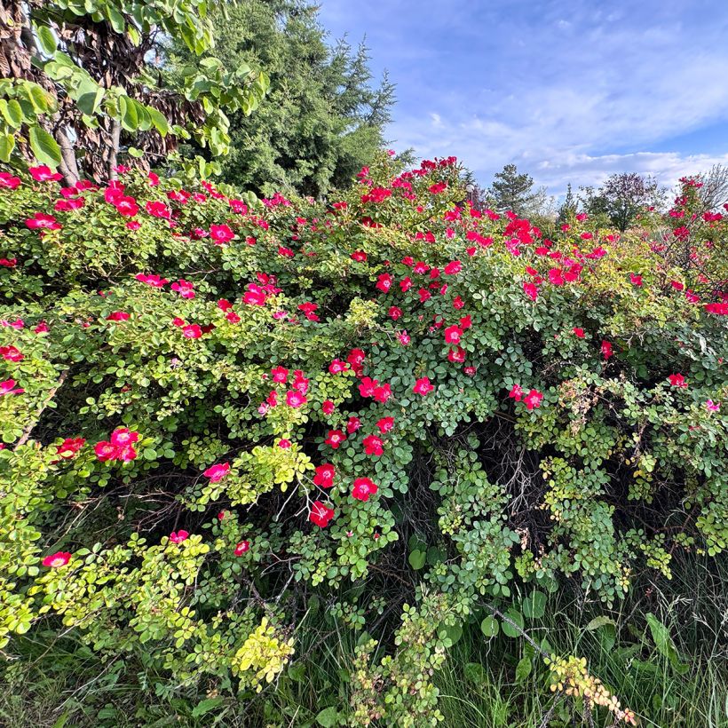 Rosa gallica Officinalis - Essig-Rose (Hafen)