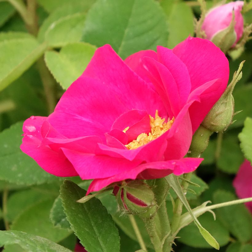 Rosa gallica Officinalis - Essig-Rose (Flowering)