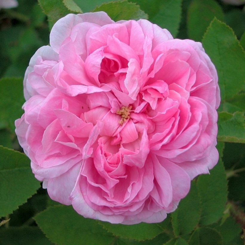 Rosa centifolia Salet - Historische Rose (Flowering)