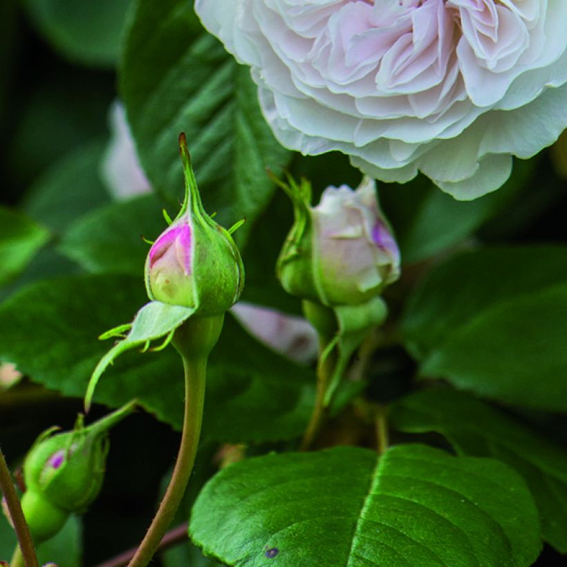 Rosa Albrighton Rambler - Austin Rambler-Rose (Foliage)