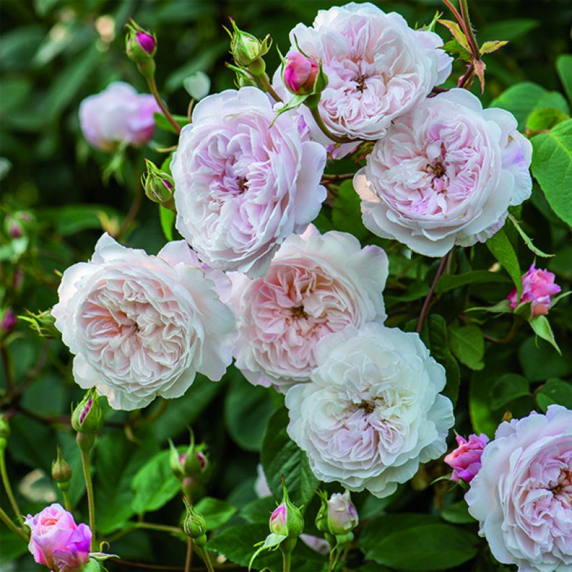 Rosa Albrighton Rambler - Austin Rambler-Rose (Flowering)