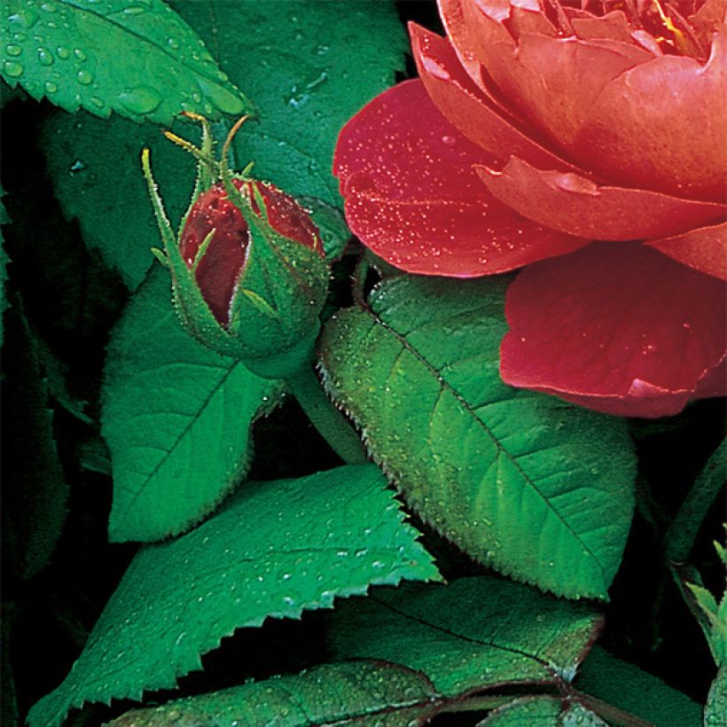 Rosa Benjamin Britten - Englische Rose (Foliage)