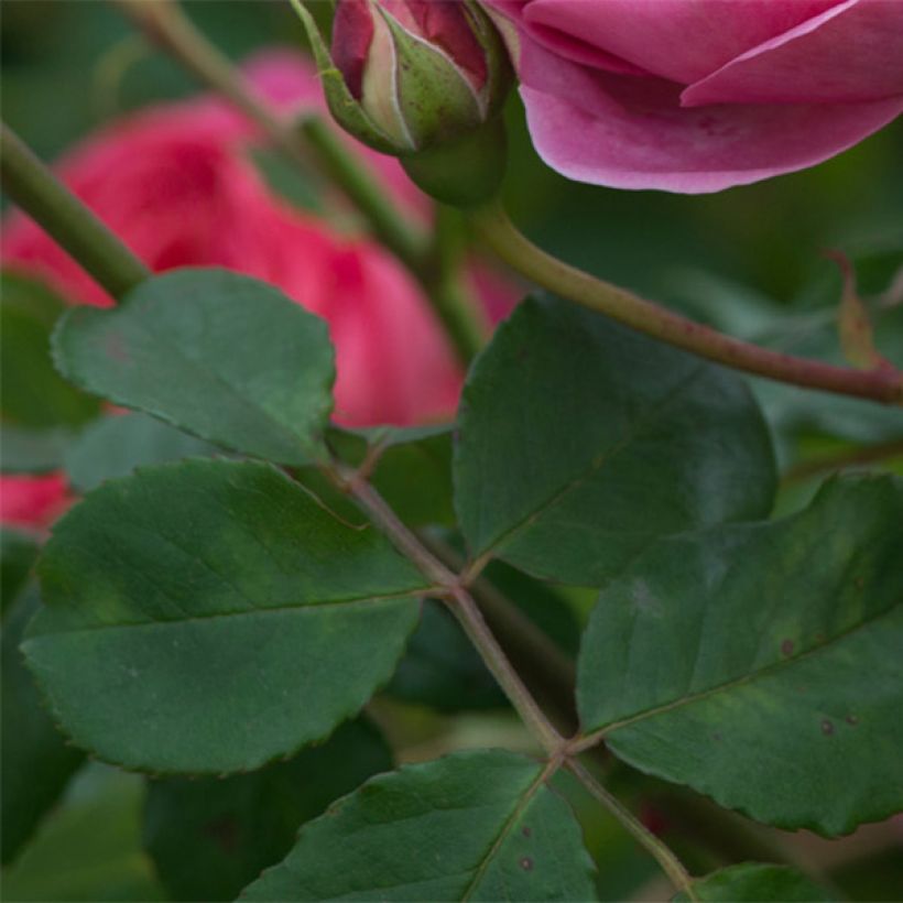 Rosa Boscobel - Englische Rose (Foliage)