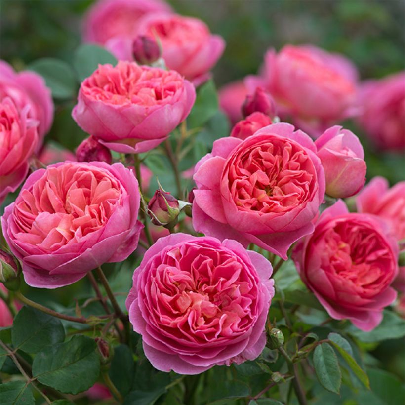 Rosa Boscobel - Englische Rose (Flowering)