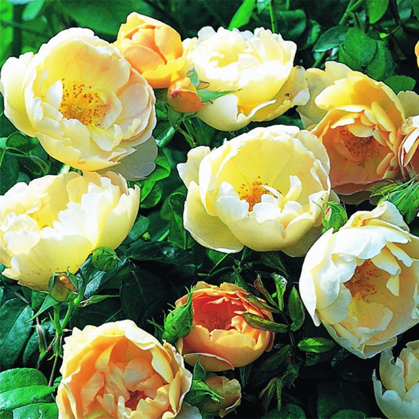 Rosa Coniston - Englische Rose (Flowering)