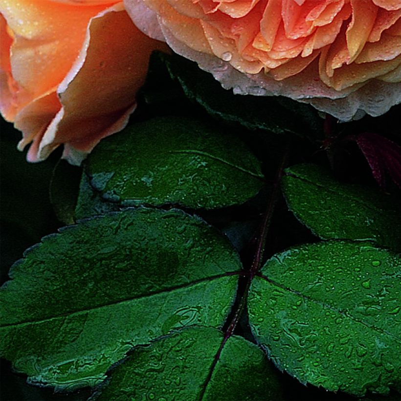 Rosa Crown Princess Margareta - Englische Rose (Foliage)