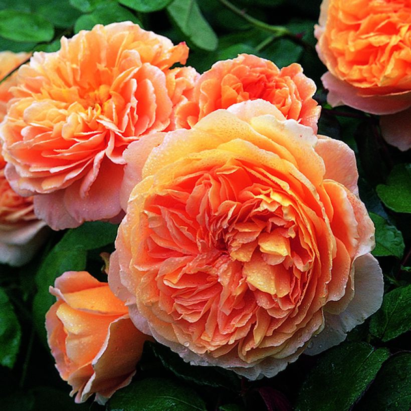 Rosa Crown Princess Margareta - Englische Rose (Flowering)