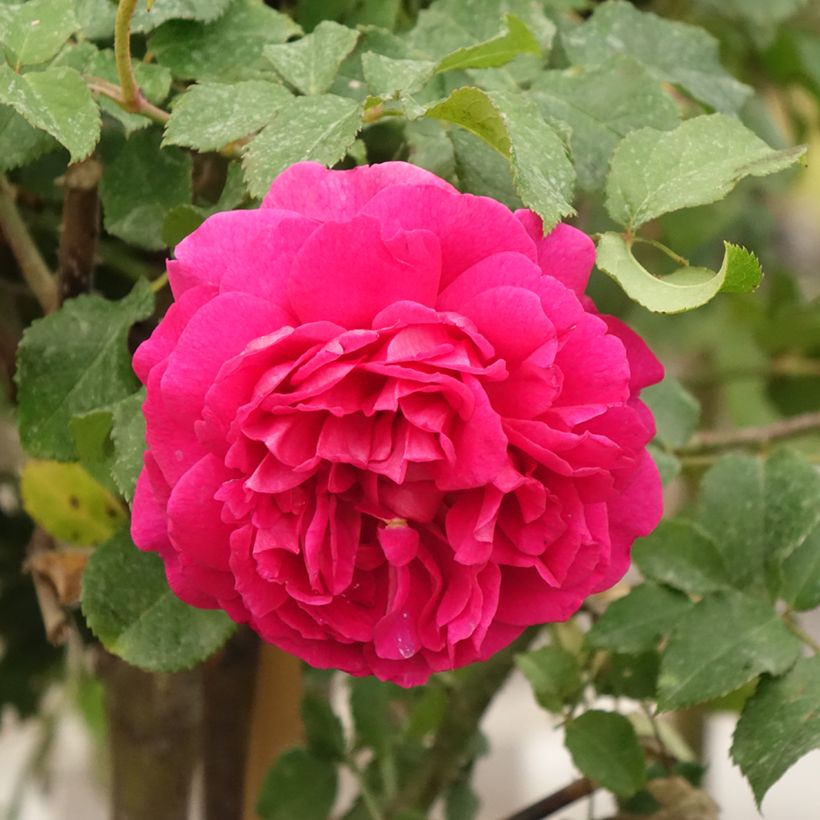 Rosa Gabriel Oak - David Austin Rose - Englische Rose (Flowering)