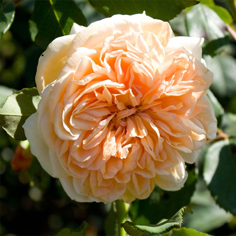 Rosa Port Sunlight - Englische Rose (Flowering)