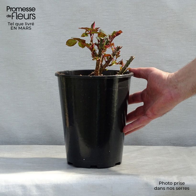 Example of Rosa English Docteur Watson - Englische Rose Topf mit 4L/5L as you get in hiver