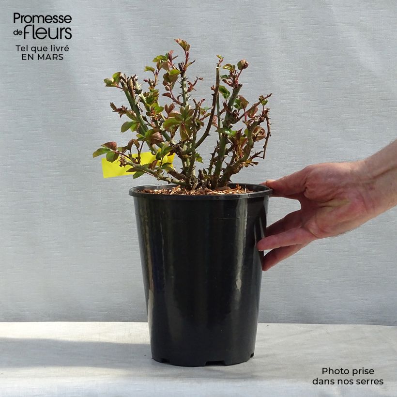 Example of Rosa grandiflora Oxford Harzola - Englische Rose Topf mit 4L/5L as you get in hiver